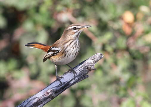 Image of White-browed Scrub Robin