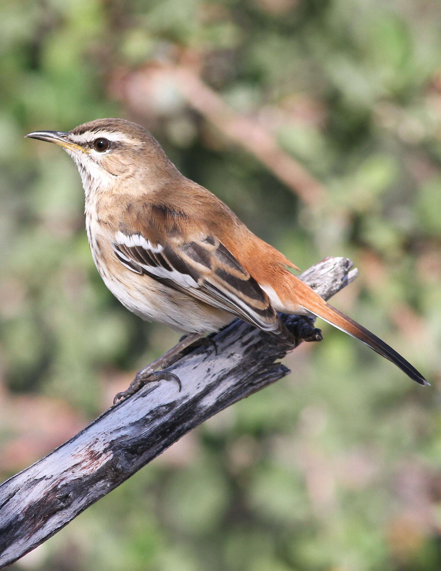 Cercotrichas leucophrys (Vieillot 1817)的圖片