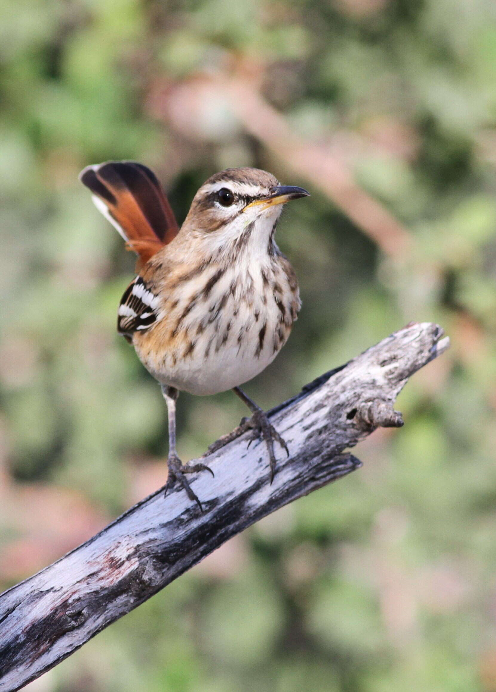 Image of White-browed Scrub Robin