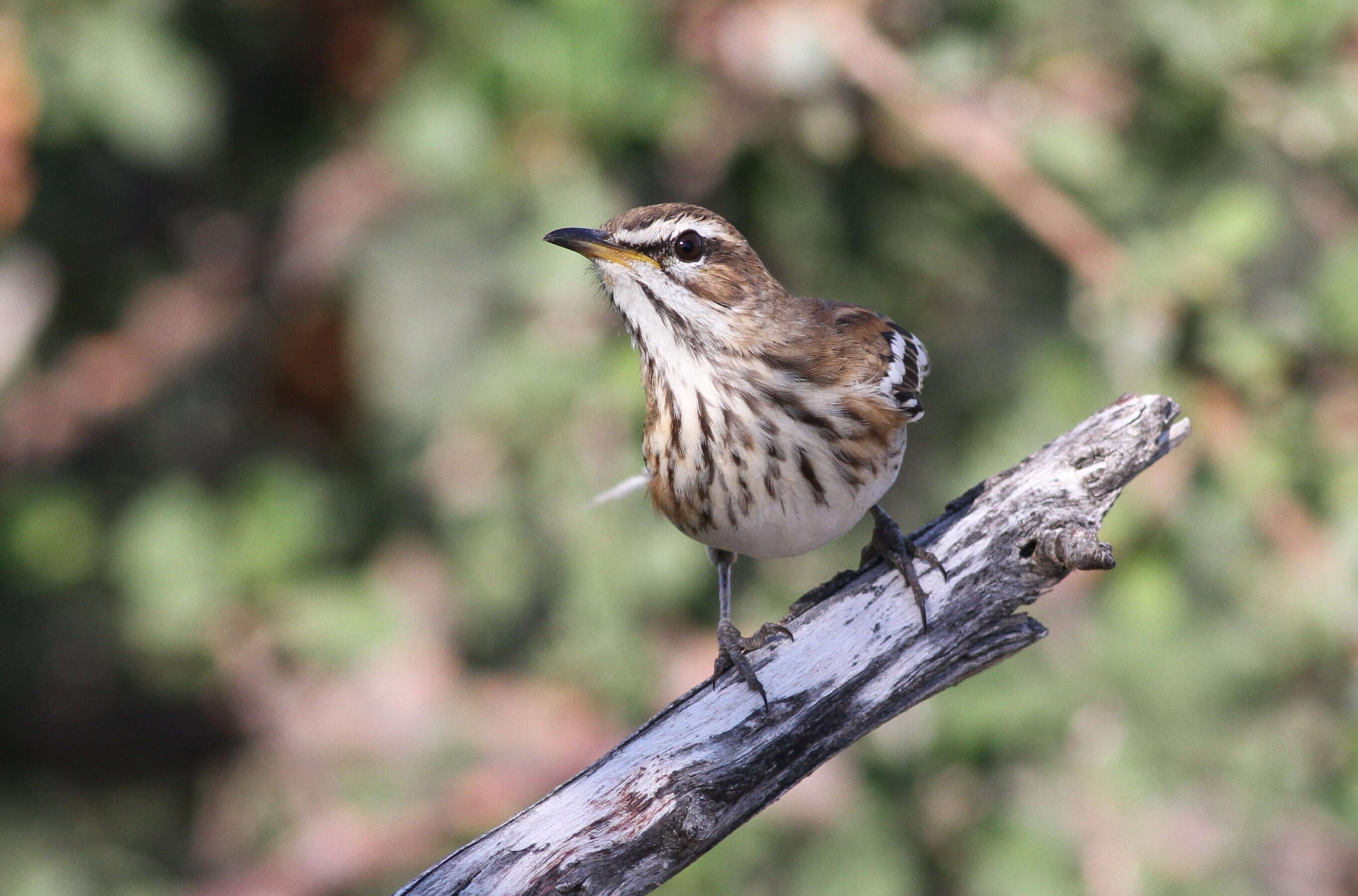 Image of White-browed Scrub Robin