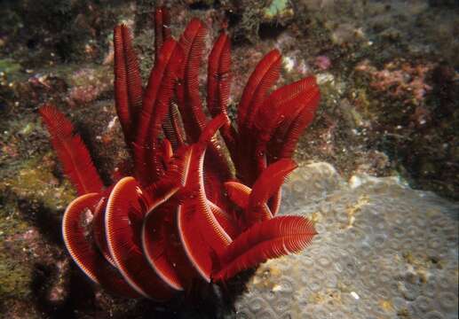 Image of Strong arm crinoid