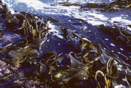 Image of Laminaria pallida