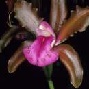 Image of Bicolored Cattleya