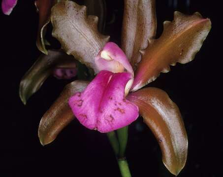 Image of Bicolored Cattleya