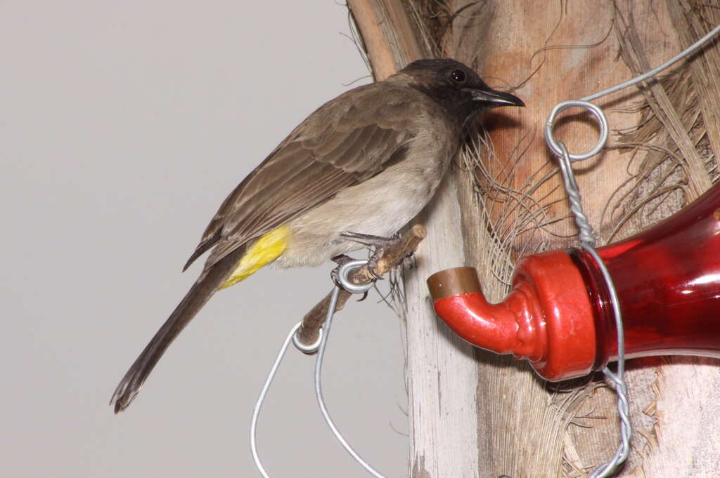 Imagem de Pycnonotus tricolor (Hartlaub 1862)