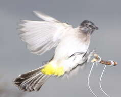 Image de Bulbul tricolore