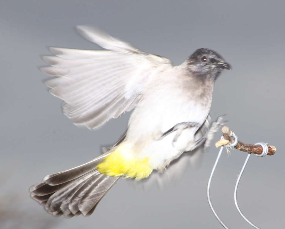 Image de Bulbul tricolore