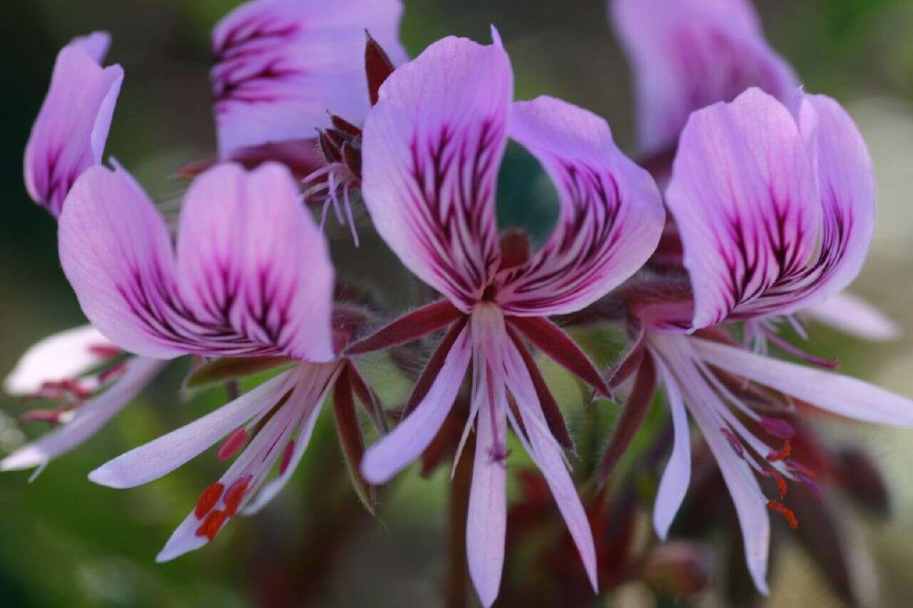 Image of Heart-leaved pelagonium