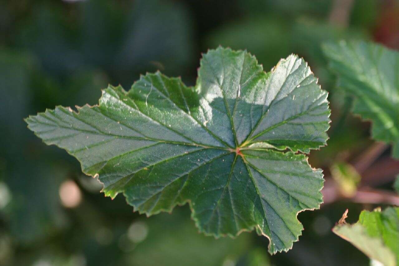 Image of Heart-leaved pelagonium