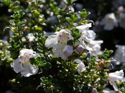 Imagem de Prostanthera cuneata Benth.