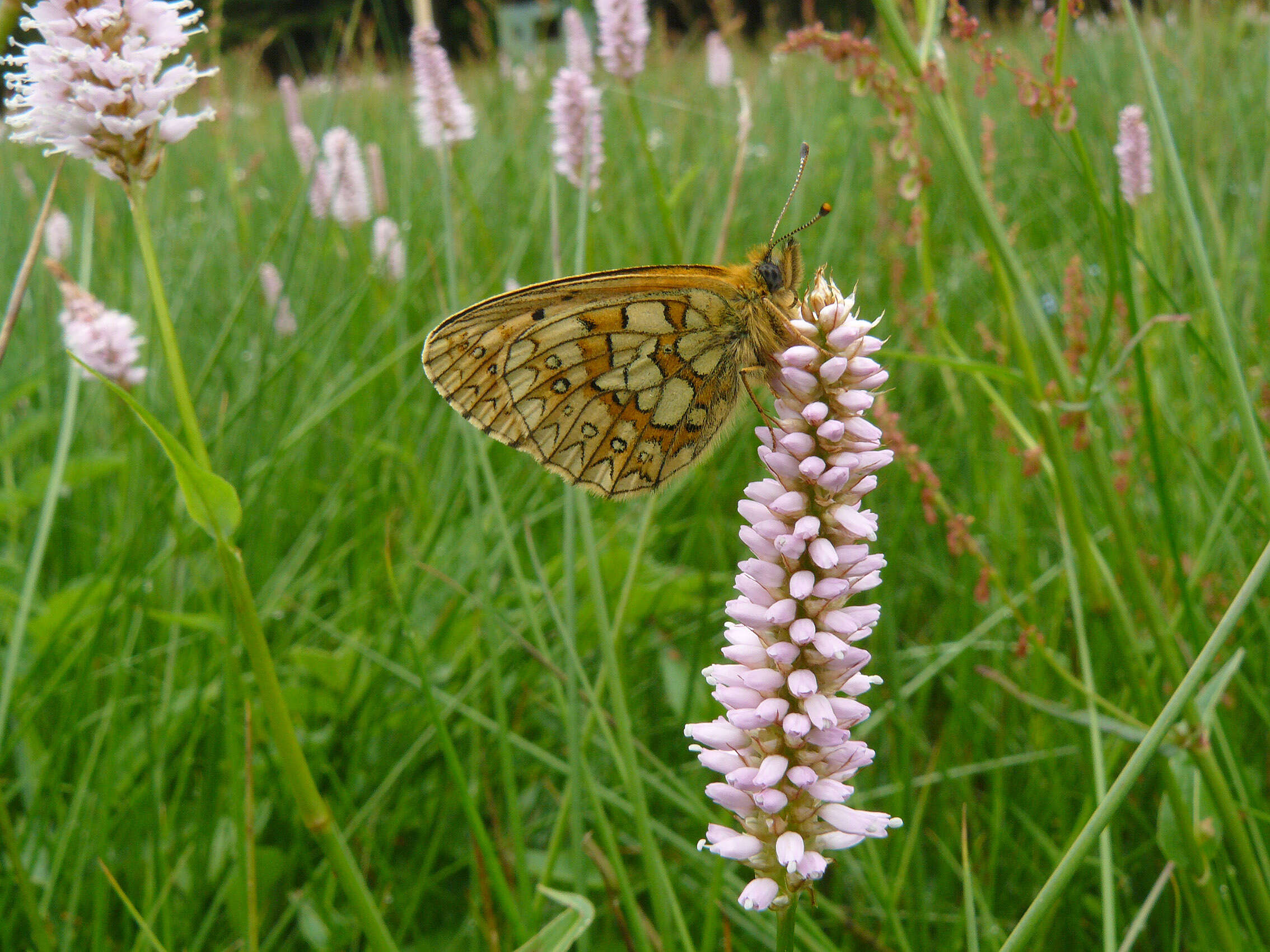 Imagem de Boloria eunomia