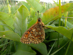 Imagem de Boloria eunomia