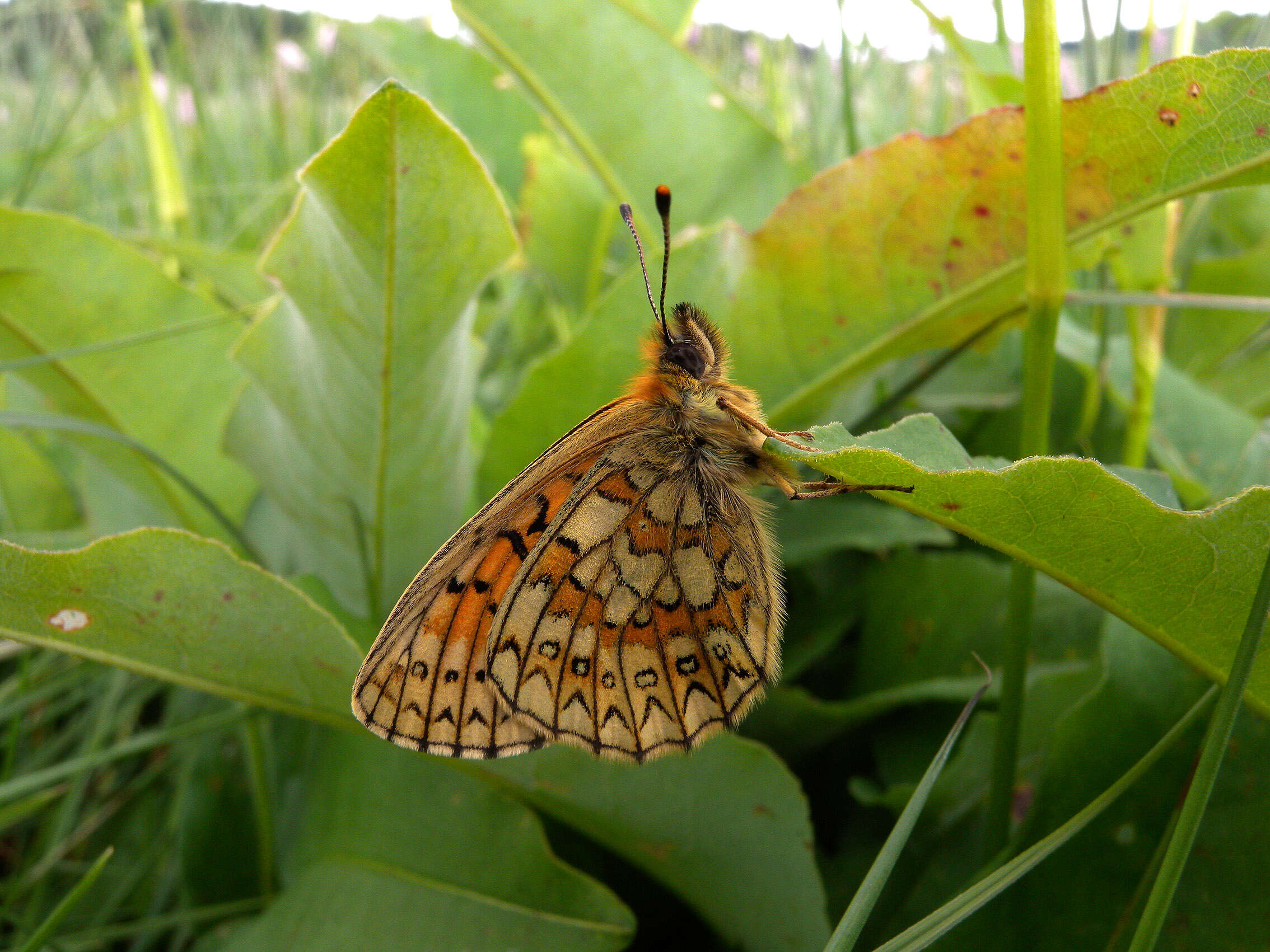 Imagem de Boloria eunomia