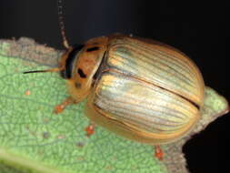 Image of Paropsisterna bimaculata