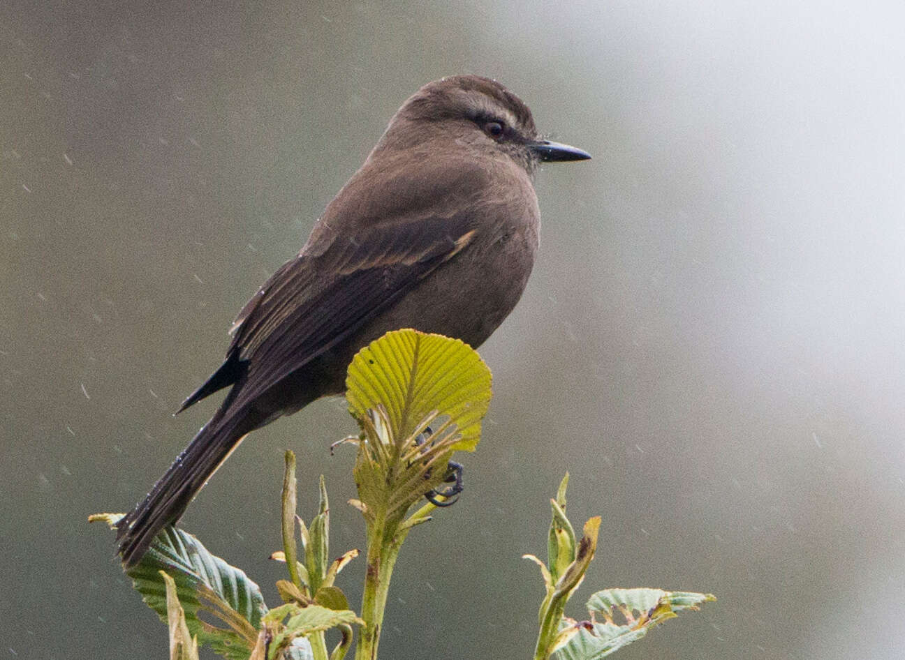 Image of Smoky Bush Tyrant