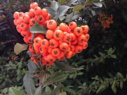 Image of Sorbus subgen. Sorbus