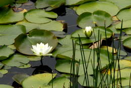 Nymphaea odorata subsp. tuberosa (Paine) J. H. Wiersema & C. B. Hellquist的圖片