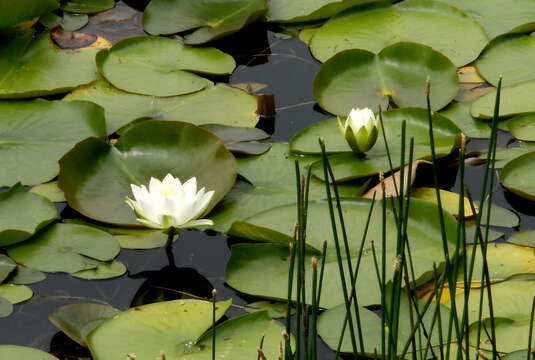 Image of American white waterlily