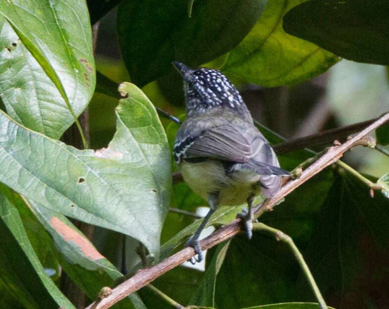 Image of Yellow-breasted Antwren