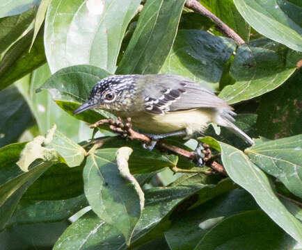 Image of Yellow-breasted Antwren