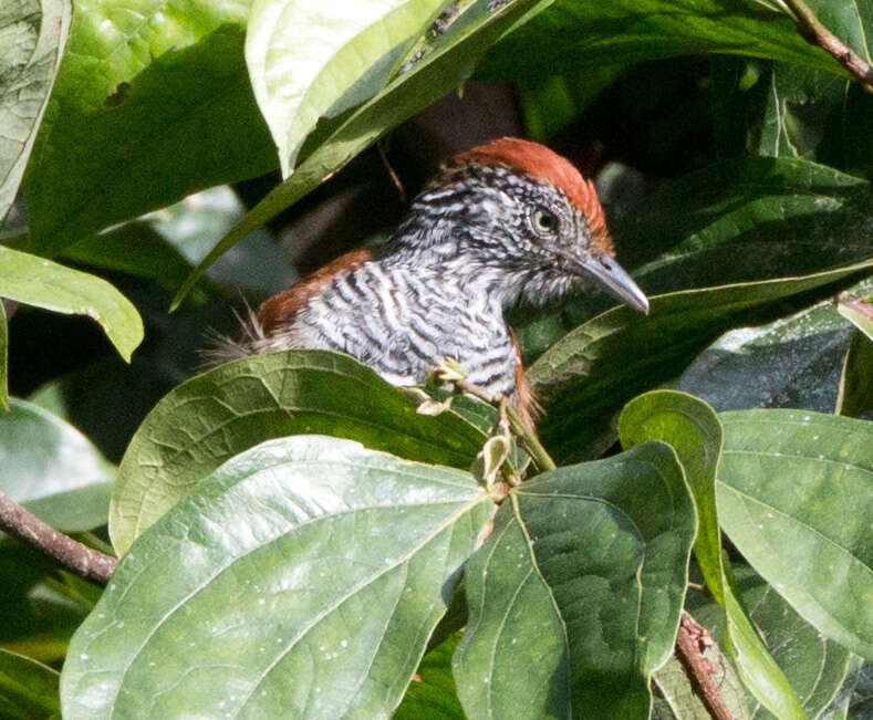 Imagem de Thamnophilus tenuepunctatus Lafresnaye 1853