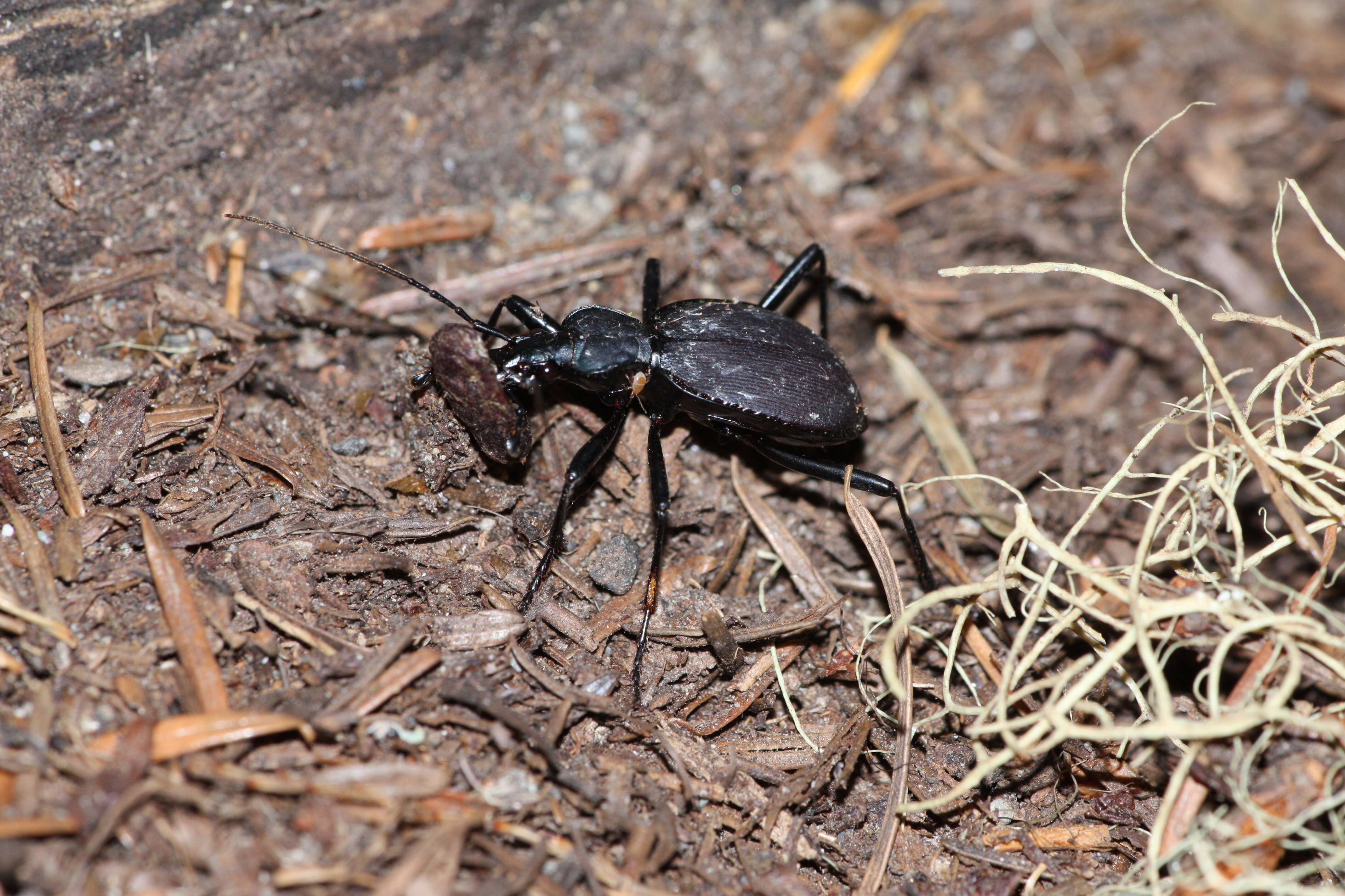 صورة Scaphinotus (Stenocantharus) angusticollis (Mannerheim 1823)