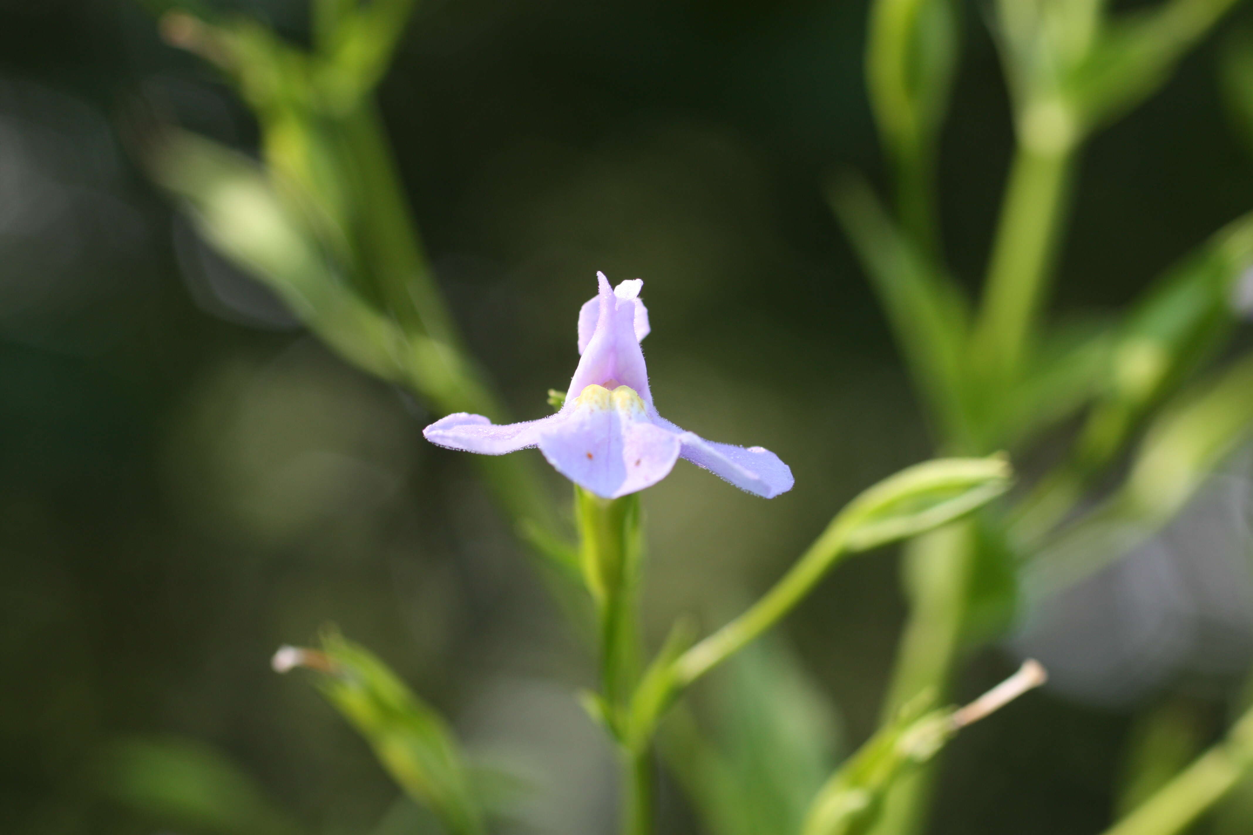 Image of Allegheny monkeyflower