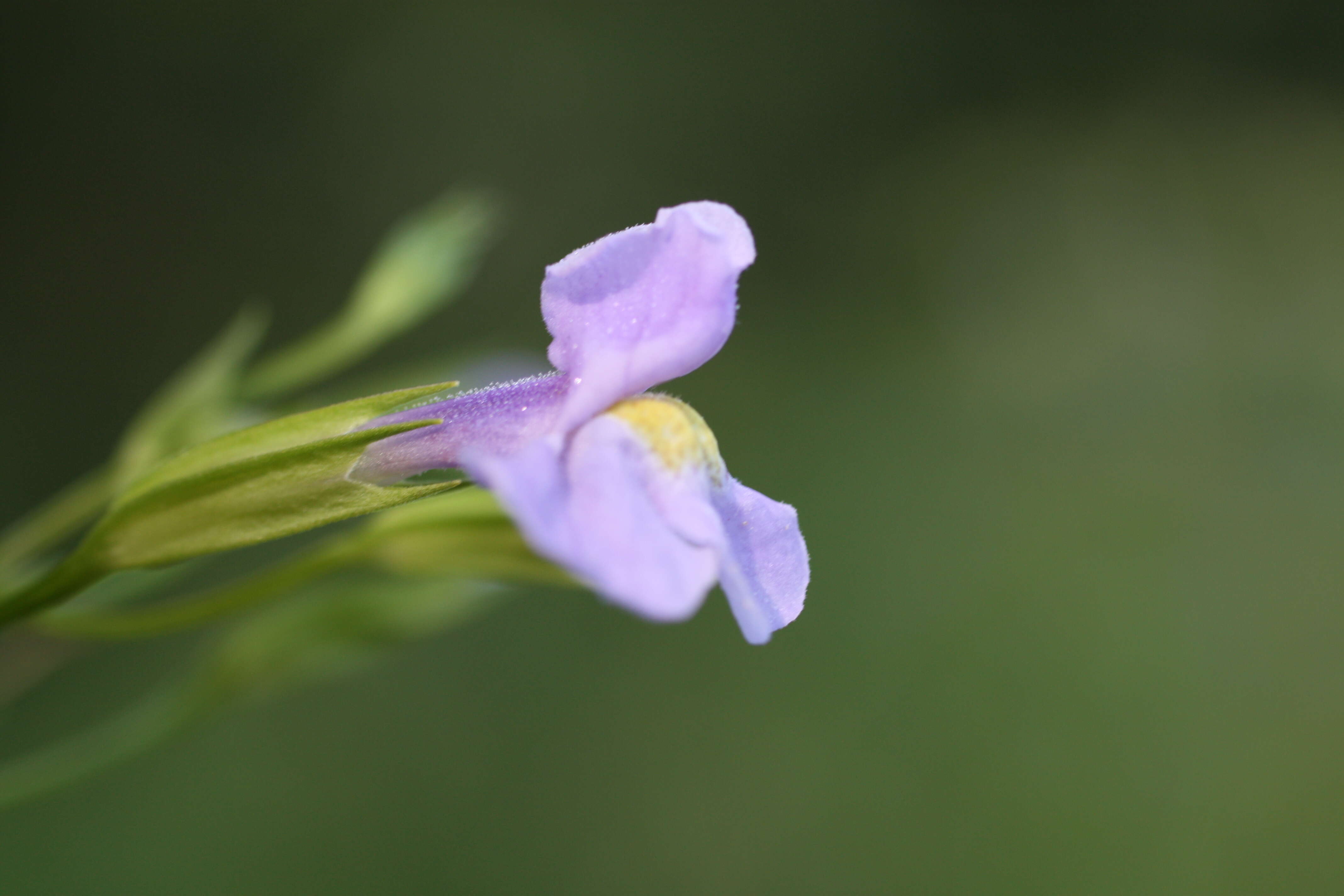 Image of Allegheny monkeyflower