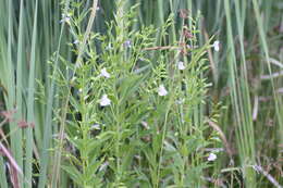 Image of Allegheny monkeyflower