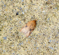 Image of Acleris notana Donovan 1806