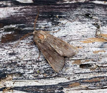 Image of Deep-brown Dart