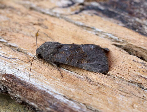 Image of Deep-brown Dart