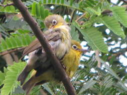 Image of Pale-bellied White-eye