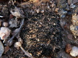 Collema coccophorum Tuck. resmi