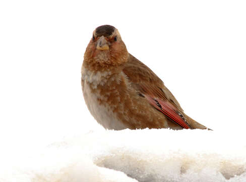 Image of African Crimson-winged Finch