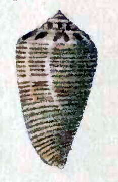 Image of Conus scalptus Reeve 1843