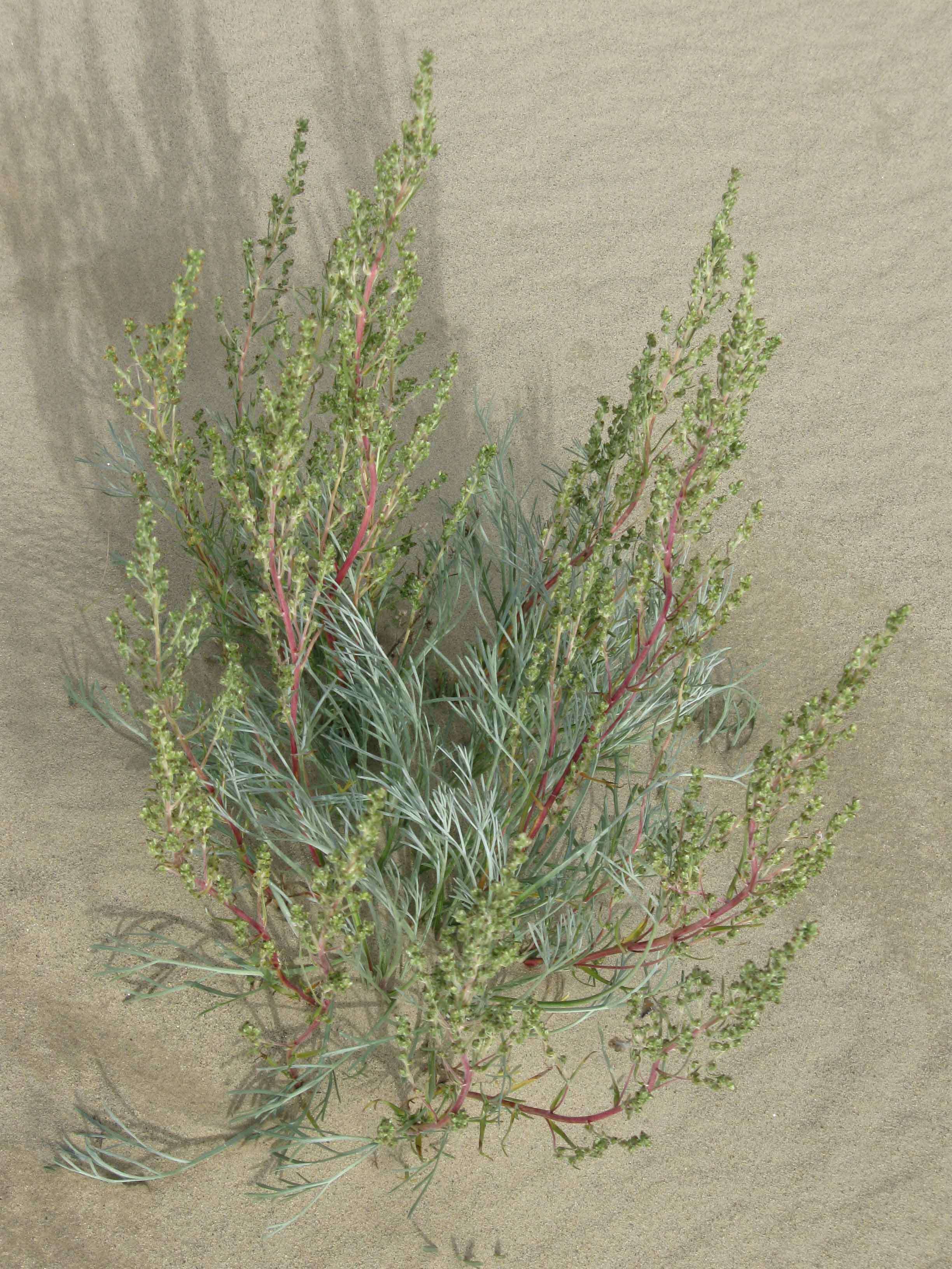 Image of field sagewort