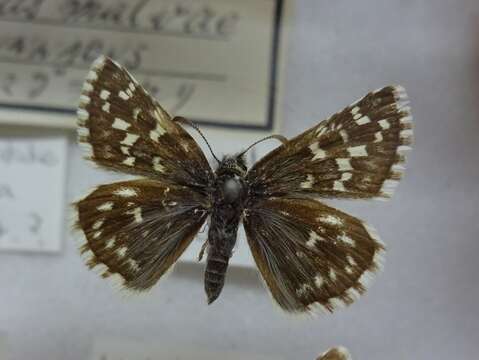 Image of Grizzled skipper