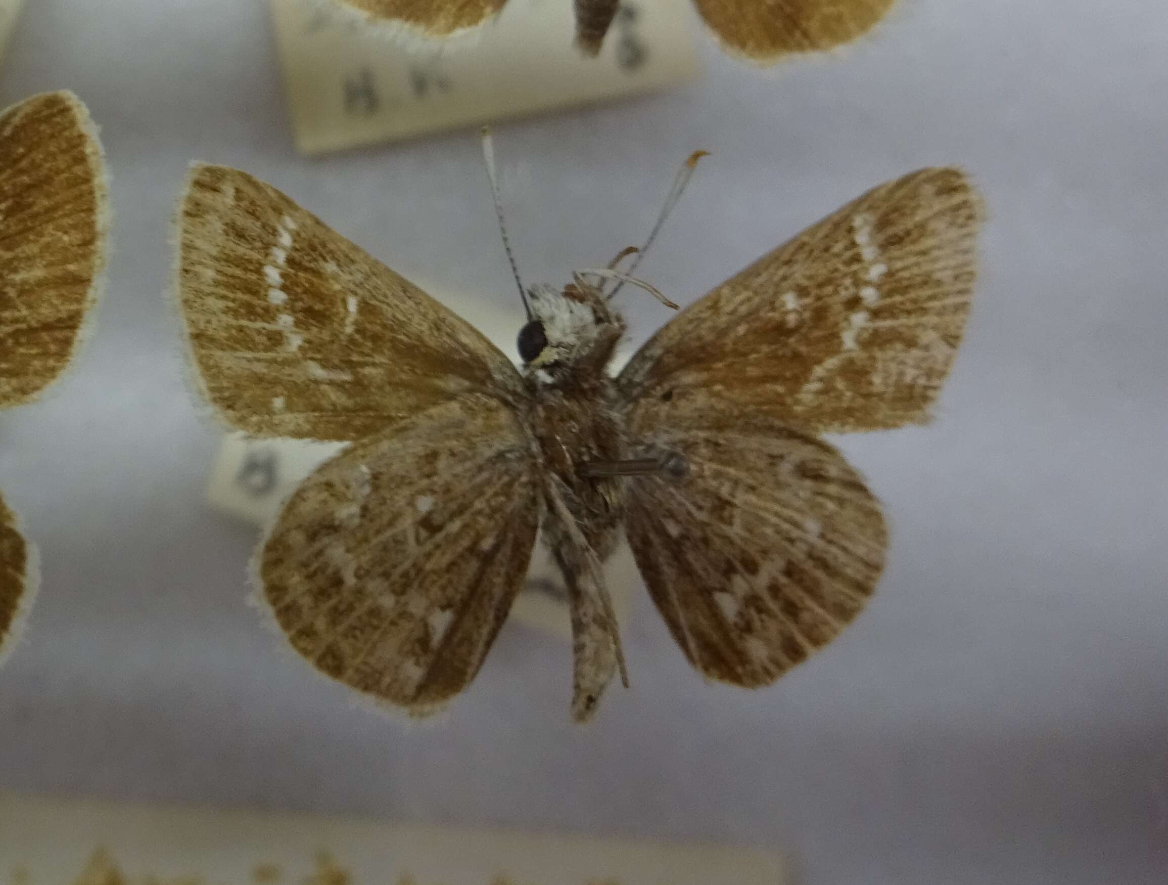 Aeromachus inachus Ménétriés 1859 resmi