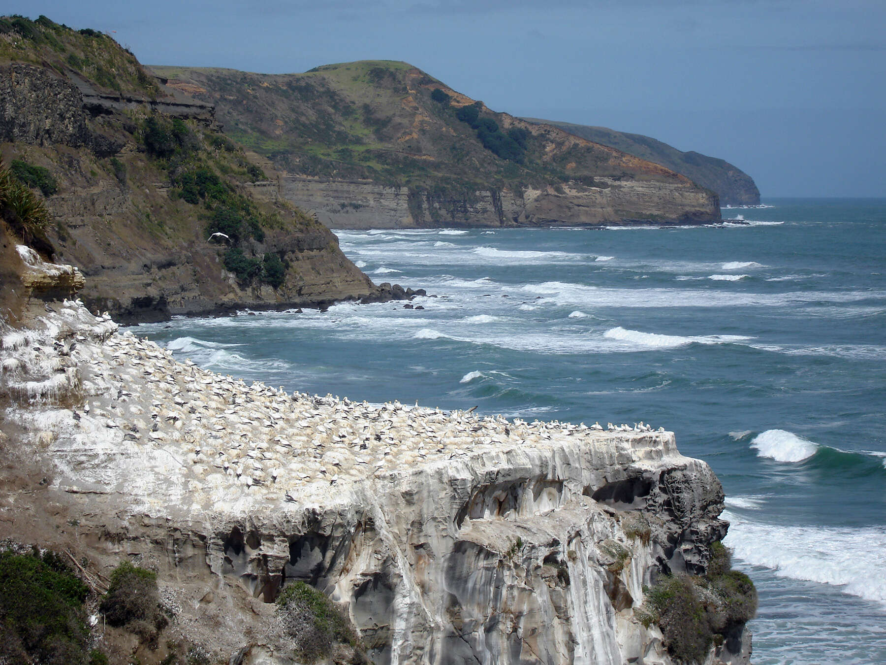 Image of Australasian Gannet