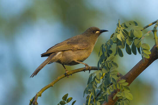 صورة Stomiopera unicolor (Gould 1843)