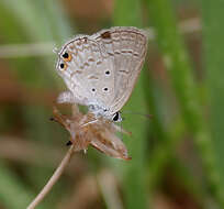 Image of Euchrysops cnejus (Fabricius 1798)