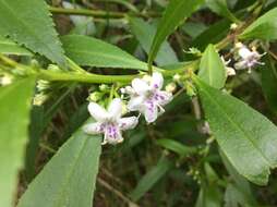 Imagem de Myoporum tetrandrum (Labill.) Domin