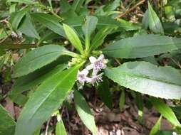 Imagem de Myoporum tetrandrum (Labill.) Domin