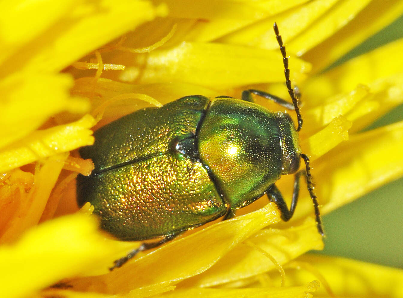 Cryptocephalus sericeus resmi