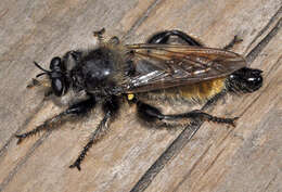 Image of Laphria flava (Linnaeus 1761)