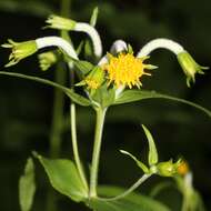 Imagem de Arnica mallotopus (Franch. & Sav.) Makino