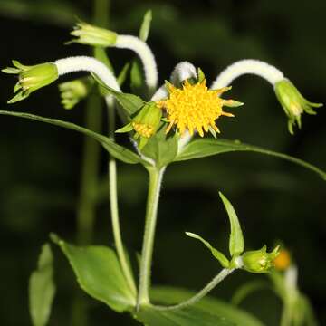 Image of Arnica mallotopus (Franch. & Sav.) Makino