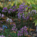 Image of Allium taquetii H. Lév. & Vaniot
