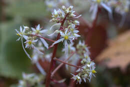 Plancia ëd Saxifraga fortunei Hook.